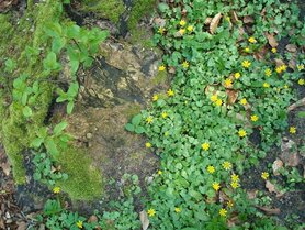 SPEENKRUID (Ranunculus ficaria), Bloesem Remedie (10 cc)