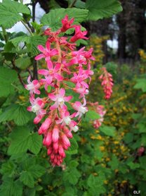 RIBES (Ribes nigrum), Bloesem Remedie (10 cc)