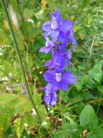 RIDDERSPOOR (Larkspur) (Delphinium depauperatum), Bloesem Remedie (10 cc)