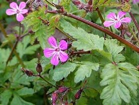 ROBERTSKRUID (Geranium robertianum), Bloesem Remedie (10 cc)