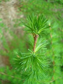 LARIX (Lariks) (naald), Etherische Olie (10 cc)