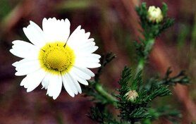 WILDE KAMILLE (bloem), Etherische Olie (5 cc )