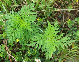 ALSEMAMBROSIA (Ambrosia artemisiifolia), Bloesem Remedie (10 cc)