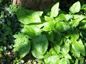 ARONSKELK, GEVLEKTE (Arum maculatum), Bloesem Remedie (10 cc)