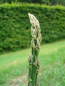 ASPERGE (Asparagus officinalis officinalis), Bloesem Remedie (10 cc)
