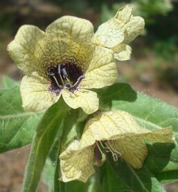 BILZEKRUID (Hyoscyamus niger), Bloesem Remedie (10 cc)