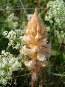 BITTERKRUIDBREMRAAP (Orobanche picridis), Bloesem Remedie (10 cc)
