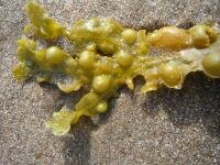 BLAASWIER (Fucus vesiculosus), Bloesem Remedie (10 cc)