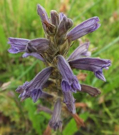 BLAUWE BREMRAAP (Orobanche purpurea), Bloesem Remedie (10 cc)