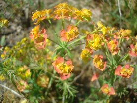 CIPRESWOLFSMELK (Euphorbia cyparissias), Bloesem Remedie (10 cc)