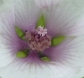 HEEMST (Althaea officinalis), Bloesem Remedie (10 cc)