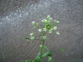 HERDERSTASJE (Capsella bursa-pastoris), Bloesem Remedie (10 cc)