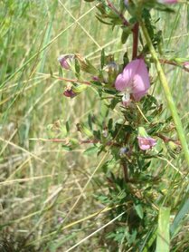KATTENDOORN (Ononis repens spinosa), Bloesem Remedie (10 cc)