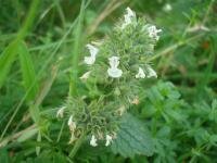 KATTENKRUID, WILD (Nepeta cataria), Bloesem Remedie (10 cc)