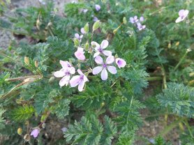 REIGERSBEK (Erodium circutarium), Bloesem Remedie (10 cc)