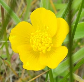 BOTERBLOEM (Buttercup) (Ranunculus occidentalis), Bloesem Remedie (10 cc)
