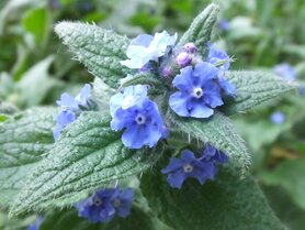 OSSETONG (Anchusa sempervirens), Bloesem Remedie (10 cc)