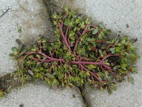 POSTELEIN (Portulaca oleracea), Bloesem Remedie (10 cc)