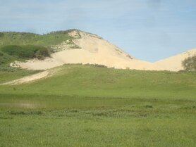 SPINIFEX (Spinifex hirsutus), Bloesem Remedie (10 cc)