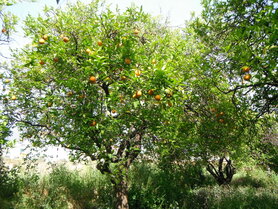 SINAASAPPEL (schil), Etherische Olie (10 cc)