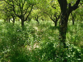 SINAASAPPEL (schil), Etherische Olie (30 cc)