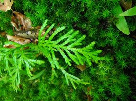 THUYA (Thuja)(blad), Etherische Olie (10 cc)