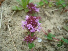 TIJM (blad/bloem), Etherische Olie (10 cc)