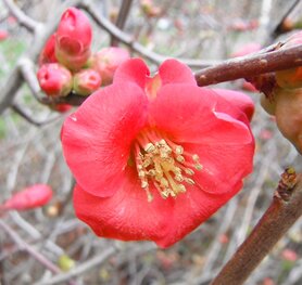 QUINCE (Dwergkwee) (Chaenomeles speciosa), Bloesem Remedie (10 cc)
