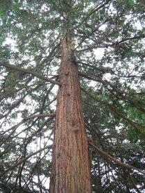SEQUOIA (Redwood) (Sequoia sempervirens), Bloesem Remedie (10 cc)