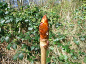 CHESTNUT BUD (Paardekastanje knop) (Aesculus hippocastanum), 