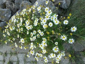 BLAUWE KAMILLE (bloem), Etherische Olie (5 cc)