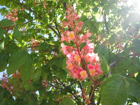 RED CHESTNUT (Rode Kastanje) (Aesculus carnea), Bloesem Remedie (10 cc)
