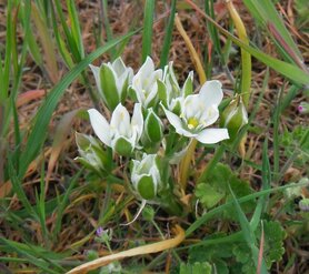 STAR OF BETHLEHEM (Vogelmelk) (Ornithogalum umbellatum), Bloesem Remedie (10 cc)