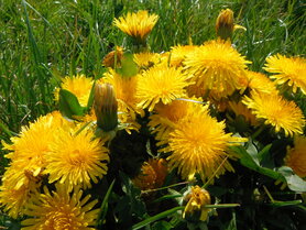 PAARDEBLOEM (Dandelion) (Taraxacum officinalis), Bloesem Remedie (10 cc)