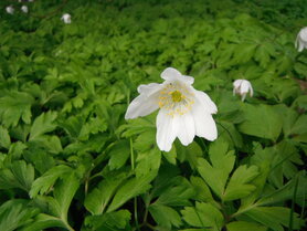 ANEMOON, BOS (Anemone nemorosa), Bloesem Remedie (10 cc)