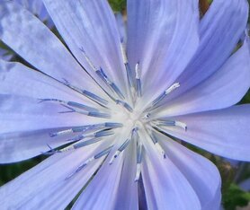 CHICORY(Cichorei) (Cichorium intybus), Bloesem Remedie (10 cc)