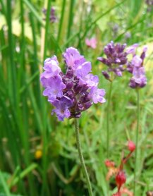LAVENDEL MT. BLANC (bloem/plant), Etherische Olie (30 cc)