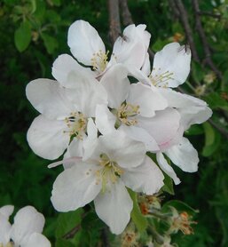 CRAB APPLE (Appel) (Malus pumila), Bloesem Remedie (10 cc)