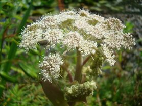 ENGELWORTEL (Angelica) (Angelica archangelica), Bloesem Remedie (10 cc)