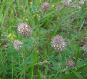 HAZENPOOTJE (Trifolium arvense), Bloesem Remedie (10 cc)