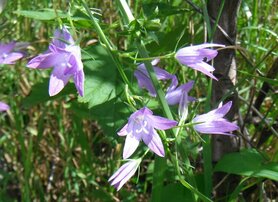 RAPUNZELKLOKJE (Campanula rapunculus), Bloesem Remedie (10 cc)