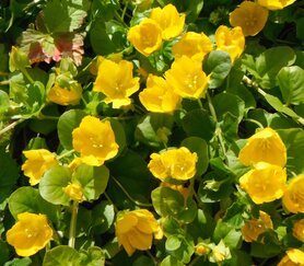 PENNINGKRUID (Lysimachia nummularia), Bloesem Remedie (10 cc)