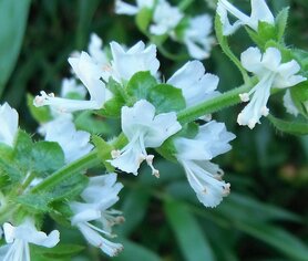 BASILICUM (Basil)(Ocimum basilicum), Bloesem Remedie (10 cc)