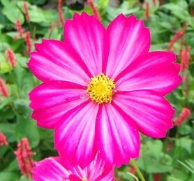 COSMOS (Cosmea) (Cosmos bipinnatus), Bloesem Remedie (10 cc)