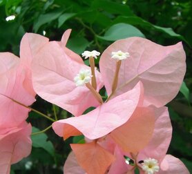 BOUGAINVILLEA (Bougainvillea spectabilis), Bloesem Remedie (10 cc)