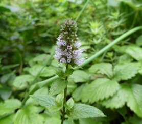 PEPERMUNT (Peppermint) (Mentha piperita), Bloesem Remedie (10 cc)