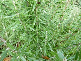 ROZEMARIJN (bloem/plant), Etherische Olie (10 cc)