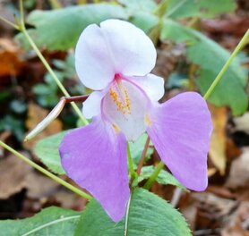 TWEEKLEURIG SPRINGZAAD (Impatiens balfourii), Bloesem Remedie (10 cc)