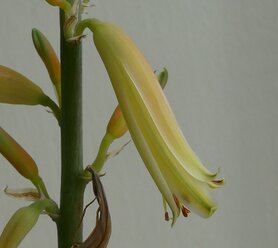 ALOË VERA (Aloë vera), Bloesem Remedie (10 cc)