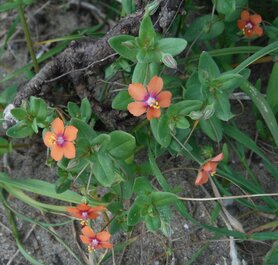GUICHELHEIL, ROOD (Anagallis arvensis), Bloesem Remedie (10 cc)